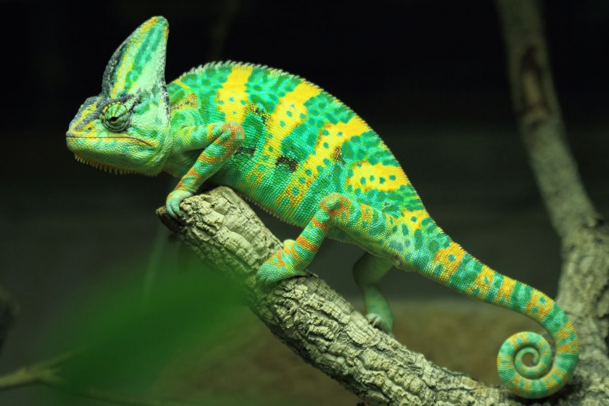 Veiled Chameleon